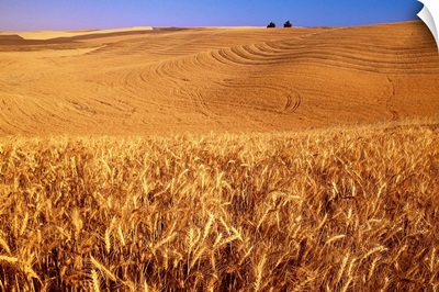 Rolling Wheat Fields