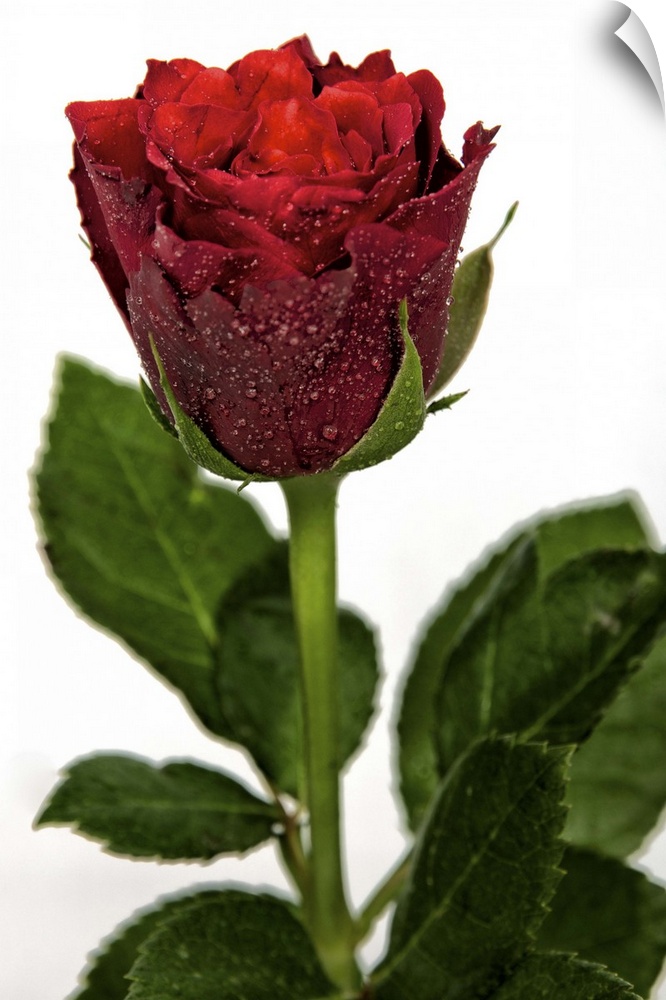 Rose against white background, UK.