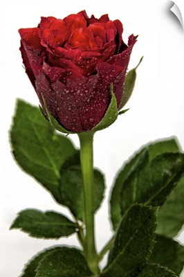Rose against white background, UK.