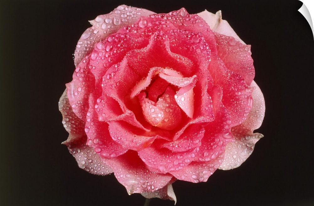 Rose In Front Of A Black Background