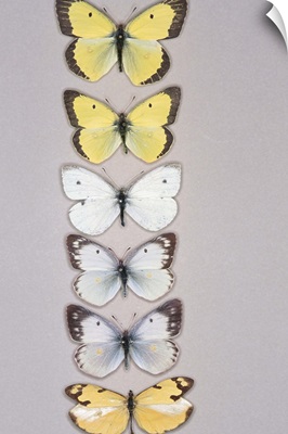 Row of butterflies