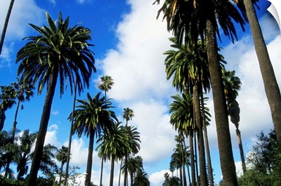 Row of palm trees against blue sky in Beverly Hills, California