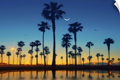 Row of palm trees and half moon over palm tree.