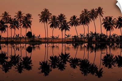 Row of palm trees during sunset at Kumarakom, India.