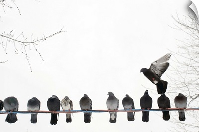 Row of pigeons on wire with one in flight against white winter sky.