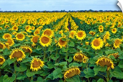 Rows of sunflowers in France.