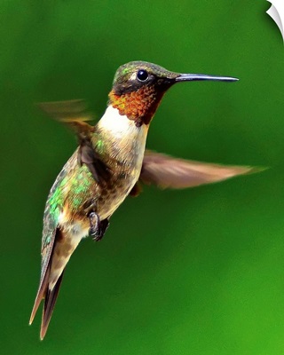Ruby throated hummingbird in mid-air against green forest background.