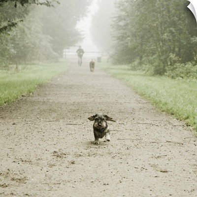 Running dachshund