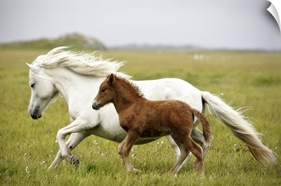Running mare and her foal in Iceland