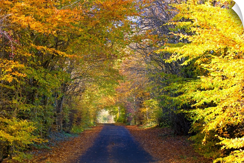 Photograph of paved road trailing into colorful bright fall forest.