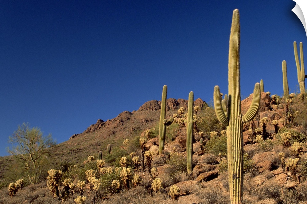 Saguaro cacti and Tucson Mountains, Tucson Mountain State Park, Tucson, Arizona