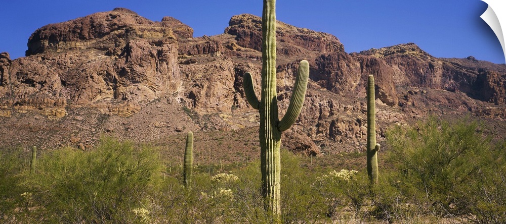 USA, Arizona, Saguaro Cactus National Monument, saguaro cactus and mesquite