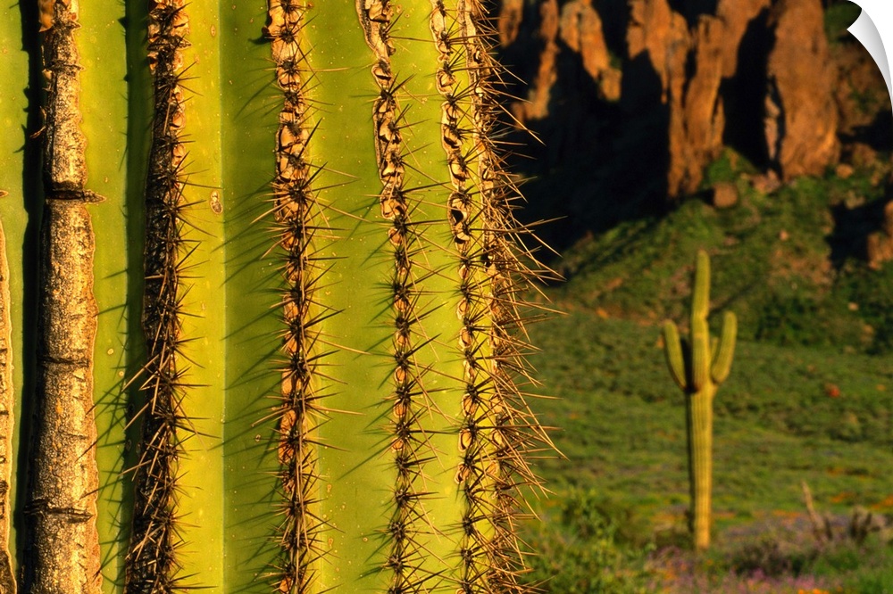 USA, Arizona, Superstition Mountains, Saguaro cactus