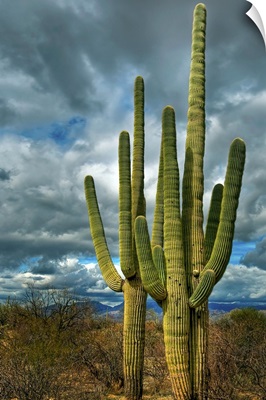 Saguaro sentinels, Tucson, Arizona