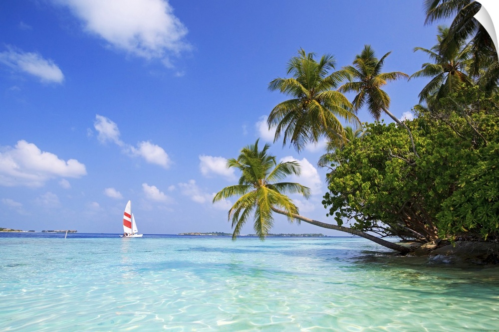 Big, landscape photograph of palm trees swaying over the clear blue waters of the Indian Ocean.  A sail boat in the backgr...