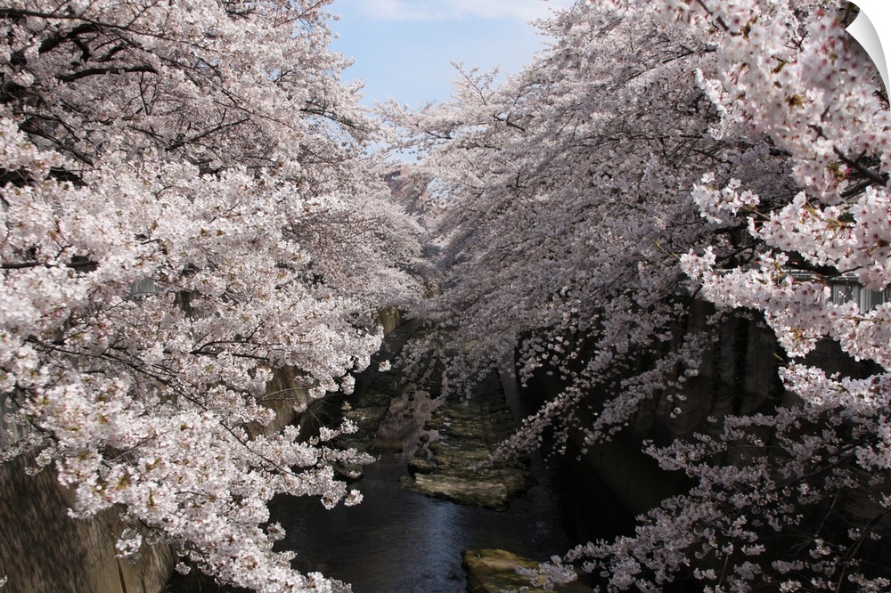 Sakura tree near river.