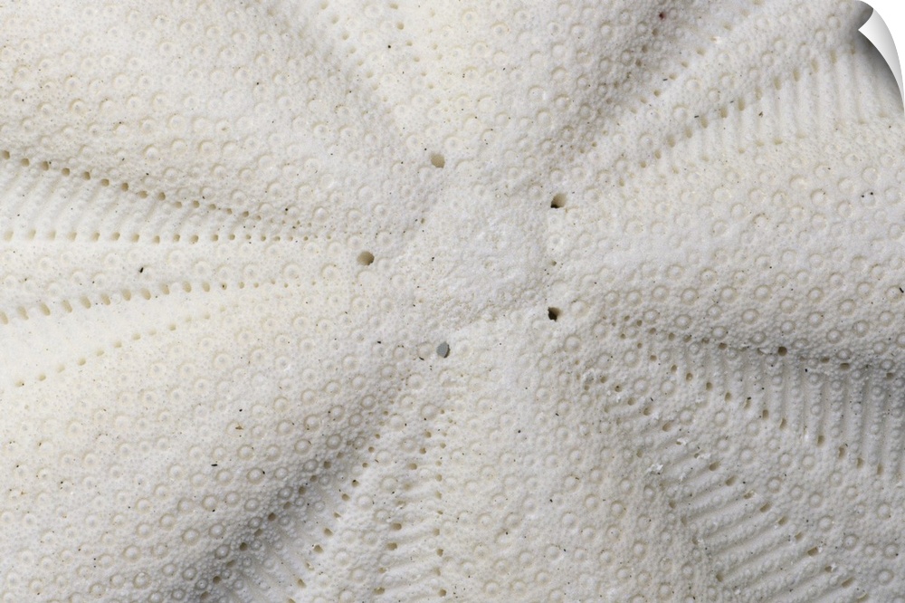 Extreme close-up of the texture of a sand dollar shell.