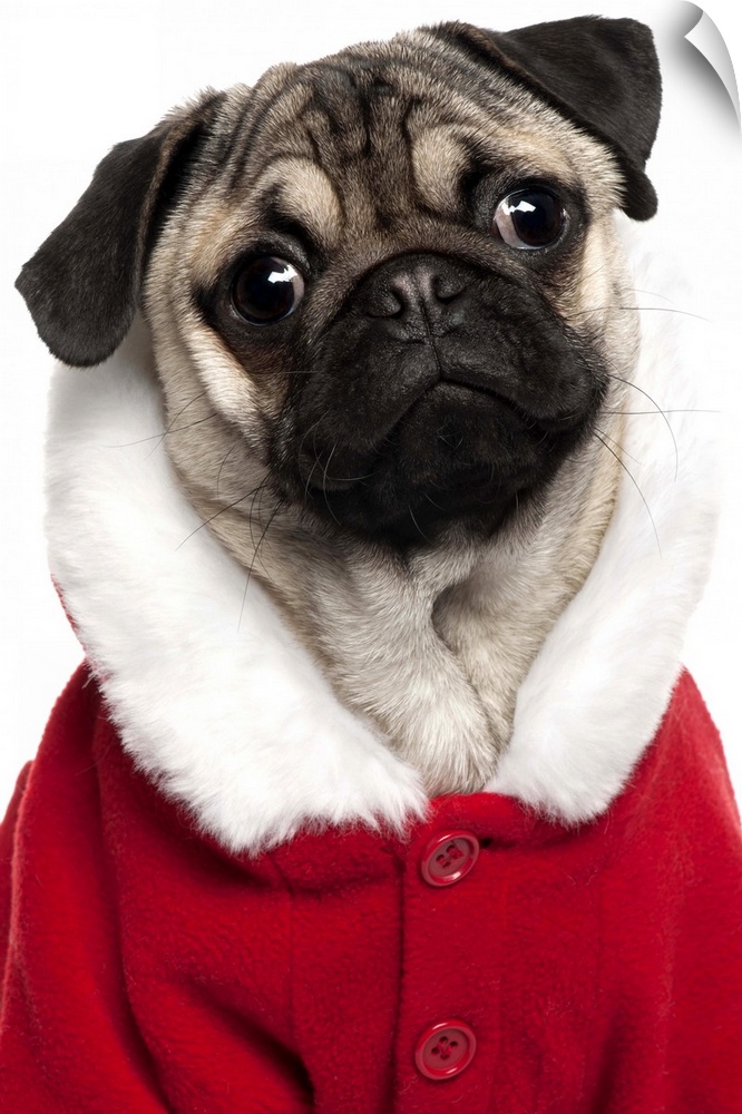 Pug puppy (6 months old) wearing a Christmas coat
