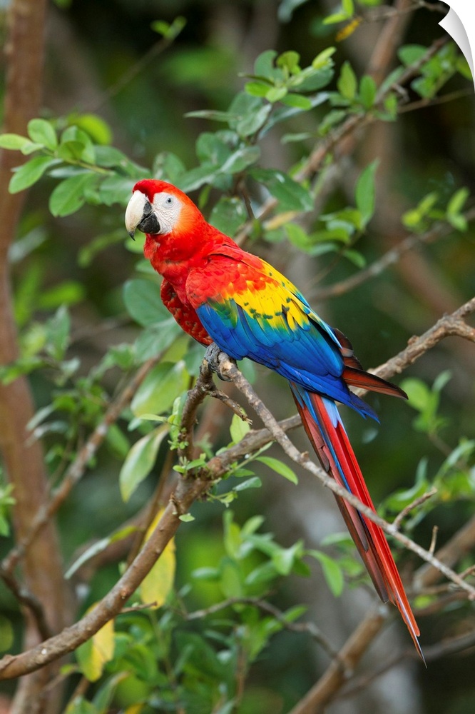 Costa Rica, Guanacaste Province, Canas, Scarlet Macaw (Ara macao) resting on perch in tree