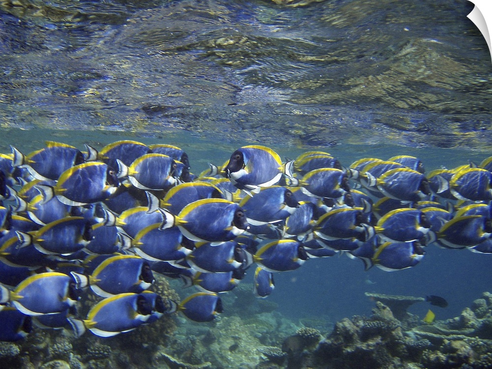 school of blue and yellow surgeon fish in the Maldivian sea, swimming over the reef barrier
