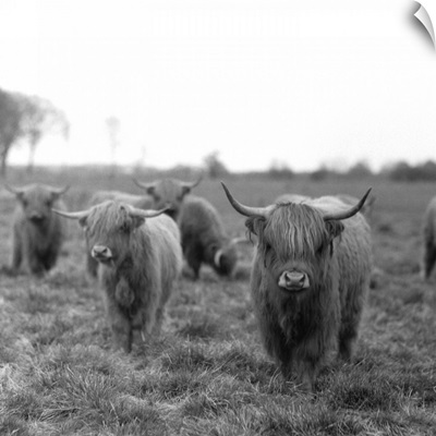 Scottish highland cattle on field, Northern Germany.