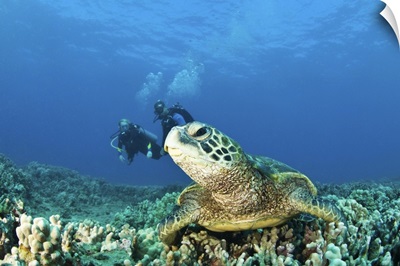 Scuba divers and a Green Sea Turtle
