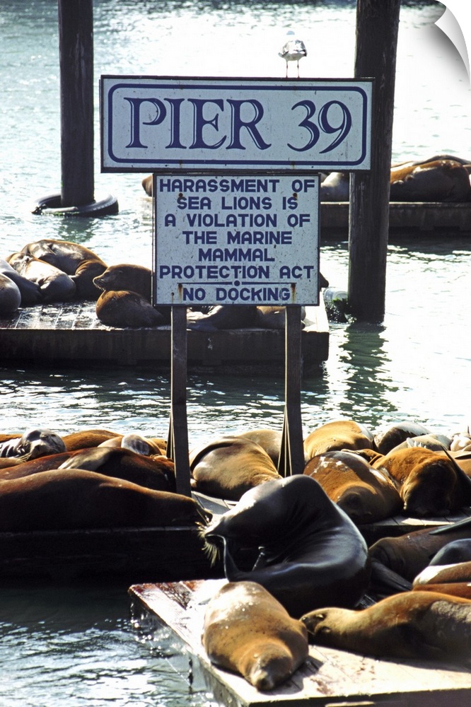 USA, California, San Francisco, Sea lions on pier at harbour