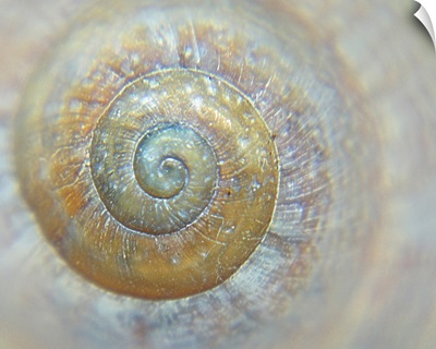 Sea shell spiral detail