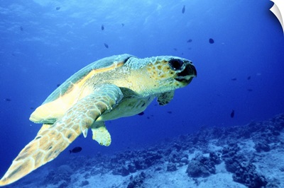 Sea Turtle, Great Barrier Reef, Australia