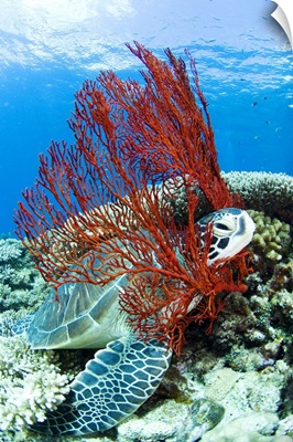 Sea turtle resting underwater