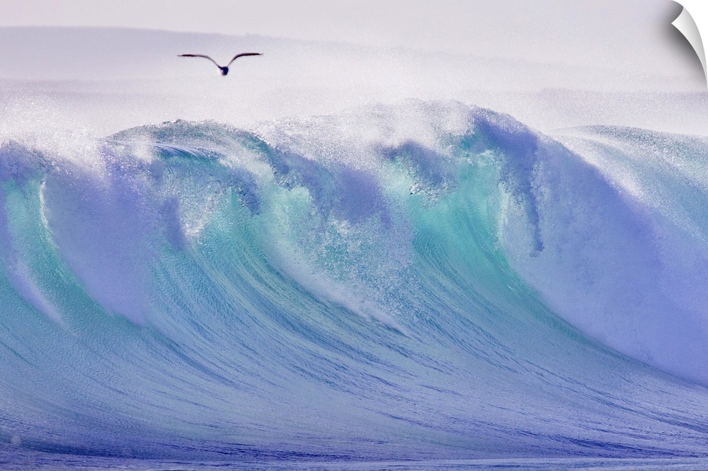 Large photo on canvas of a big wave about to crash with a seagull flying above.