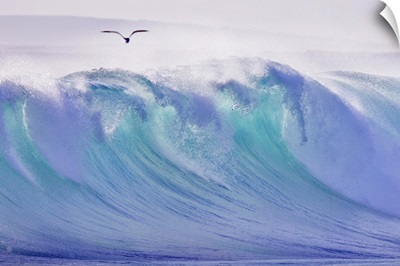Seagull flying over wave breaking at Greenly Beach, Eyre Peninsula, South Australia.