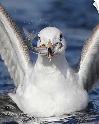 Seagull with a fish in its beak