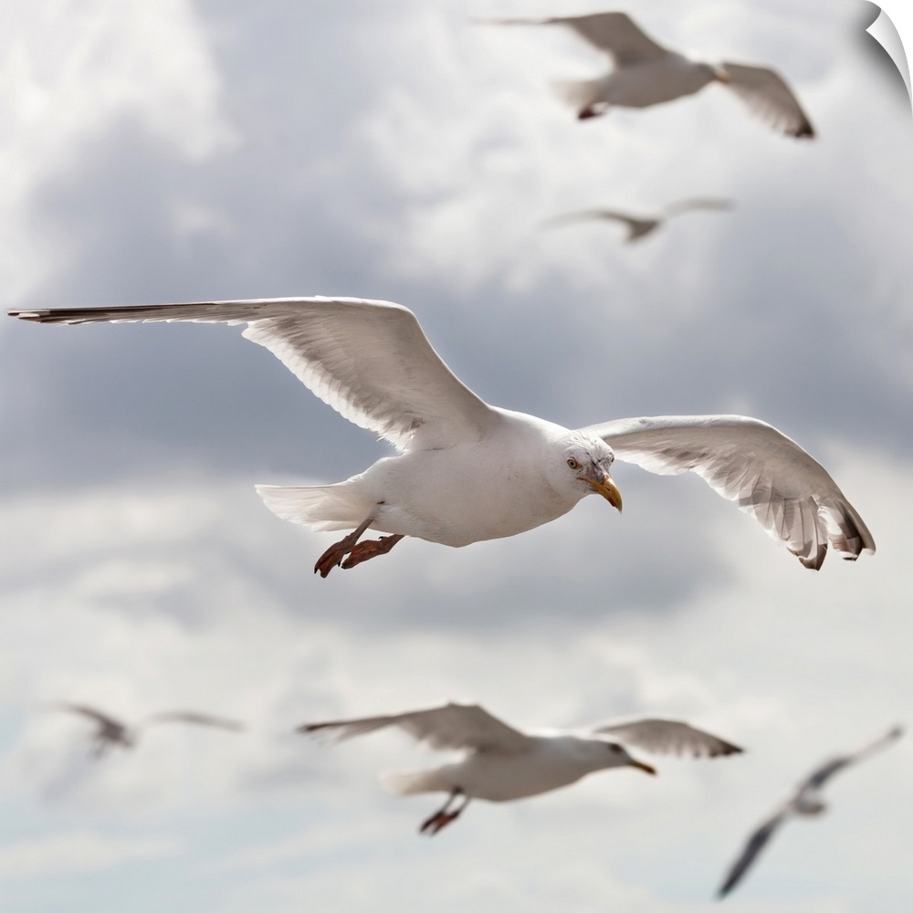 Seagulls flying in front of cloudy sky.