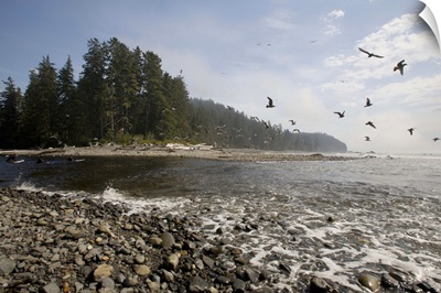 seagulls flying over seashore