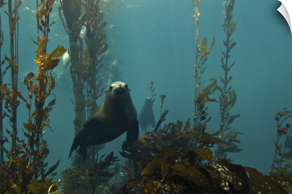 Juvenile sea lion under water at Anacapa Island in Channel Islands National Park.