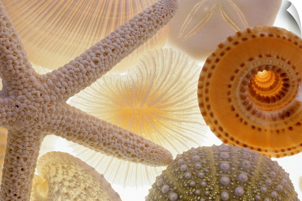 Large, horizontal photograph of a variety of backlit seashells and a starfish.