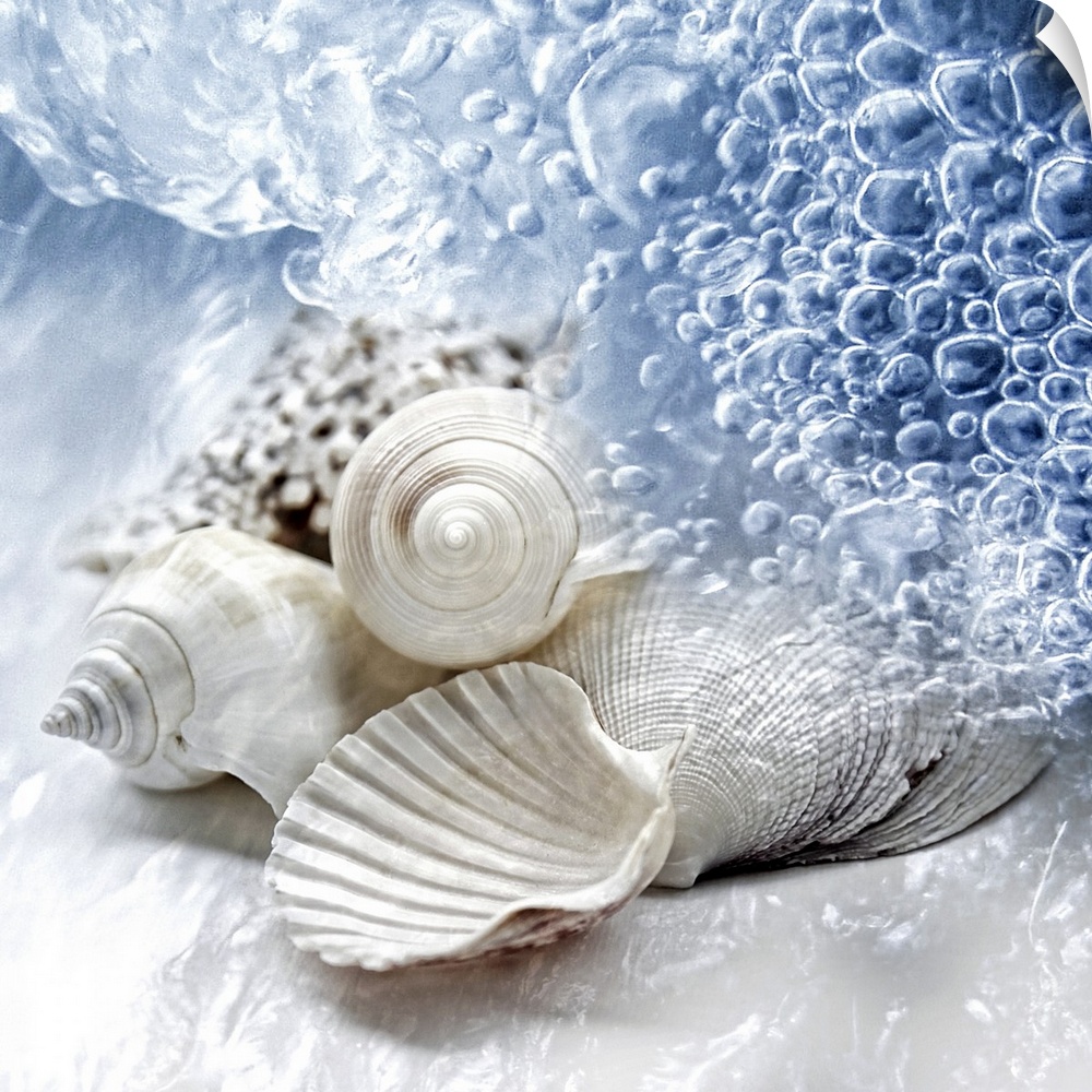 Up-close photograph of conch shells on shoreline surrounded by water.