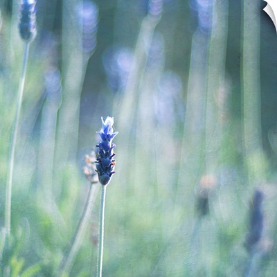 Selectively focused photo of lavender flower.