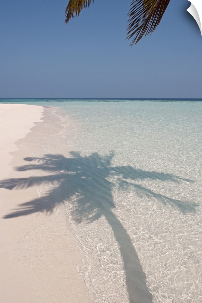 The shadow of a large palm tree is photographed as it's shown on the clear ocean water and white sand.