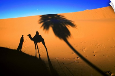 Shadow Of Camel And Palm Tree