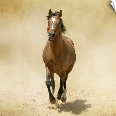 Shagya-Arabian horse cantering through dust.