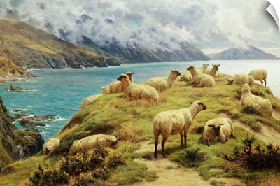 Sheep Reposing, Dalby Bay, Isle Of Man By Basil Bradley