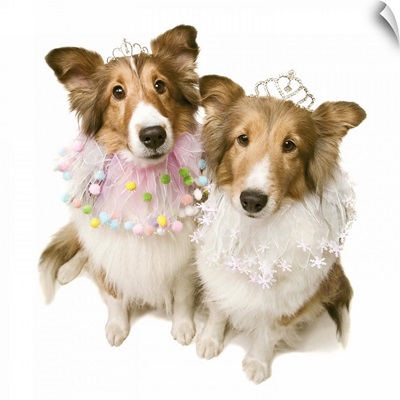 Shetland sheepdogs dressed in princess costumes