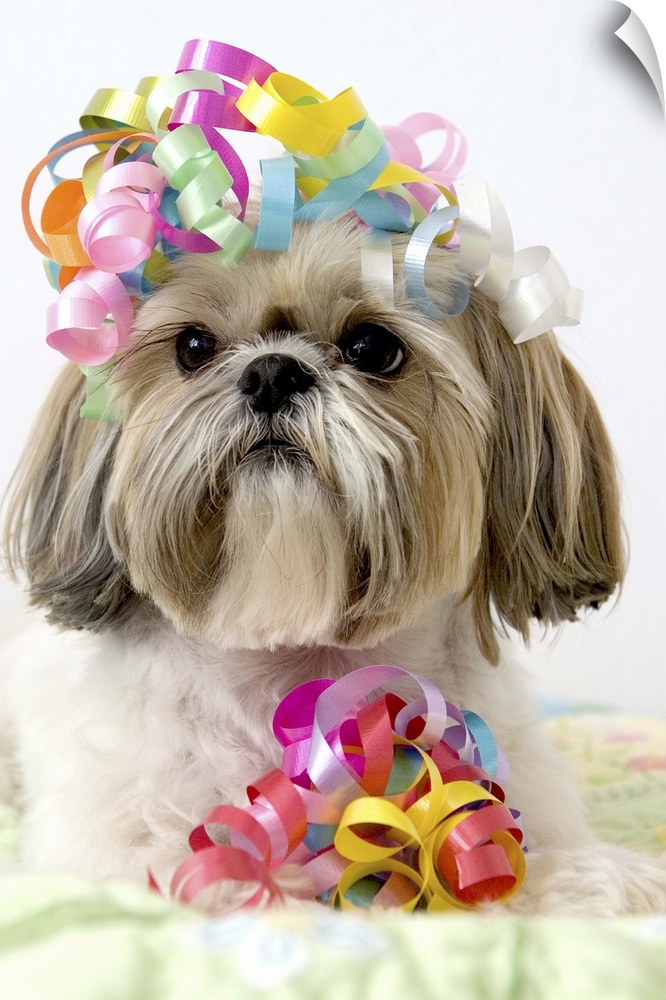 Shi Tzu dog with curly ribbons on head and by front paws