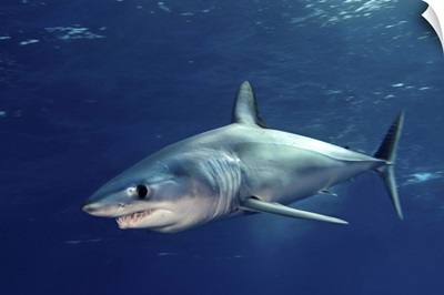 Shortfin mako sharks.