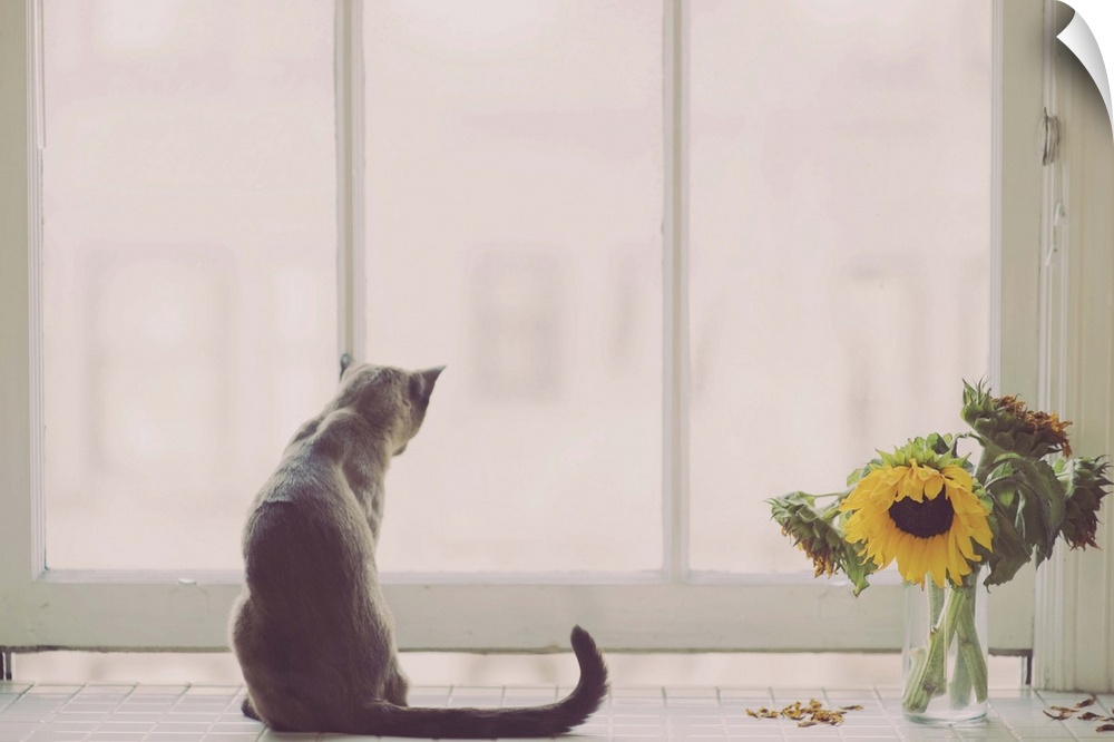 Siamese cat, with tail turned up, at kitchen window, short vase of sunflowers to her right.