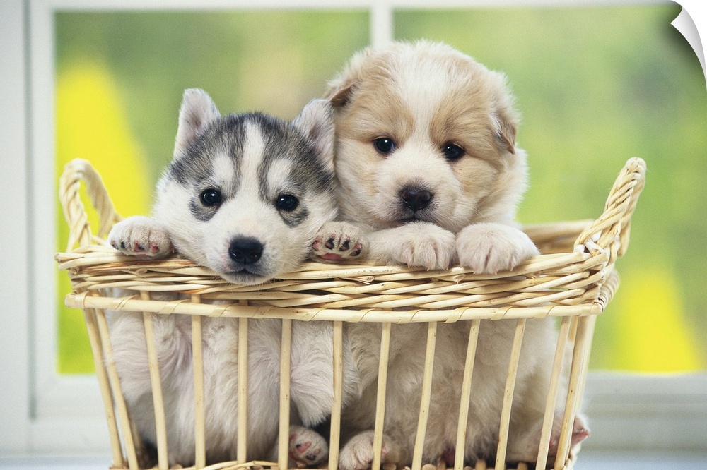 Siberian Husky; A working dog breed that originated in eastern Siberia. The Siberian Husky is a medium sized dog.