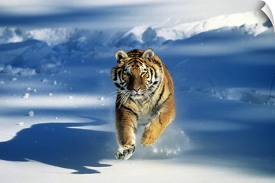 Siberian tiger (Panthera tigris altaica) charging through snow
