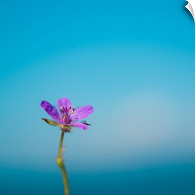 Side capture of little purple flower standing against blue sea and sky bokeh background.